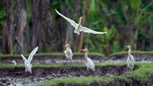 WISATA BURUNG KUNTUL