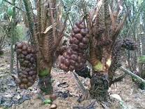 agrowisata salak pondoh, wisata Srumbung